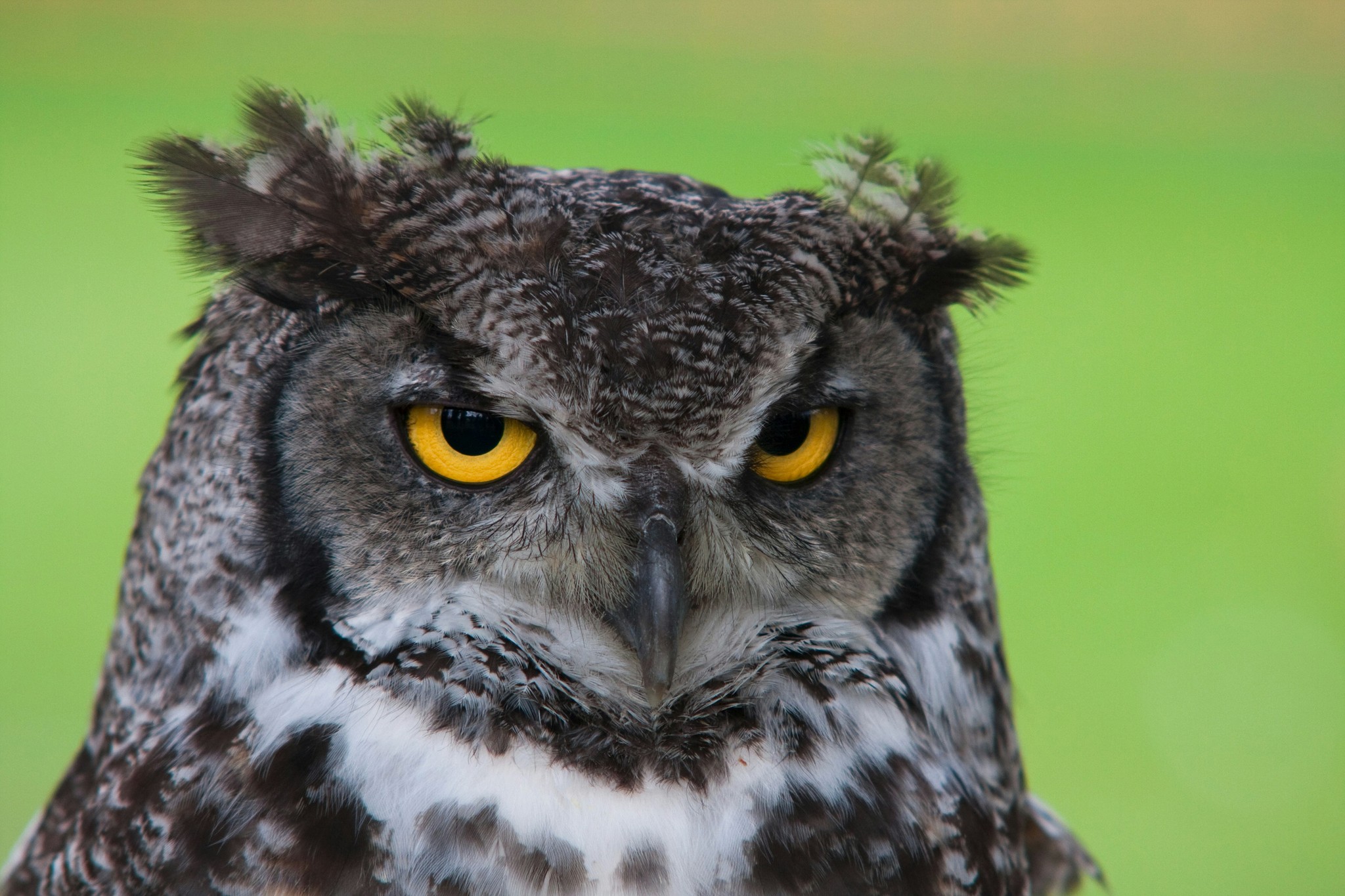 Owl close-up on green background