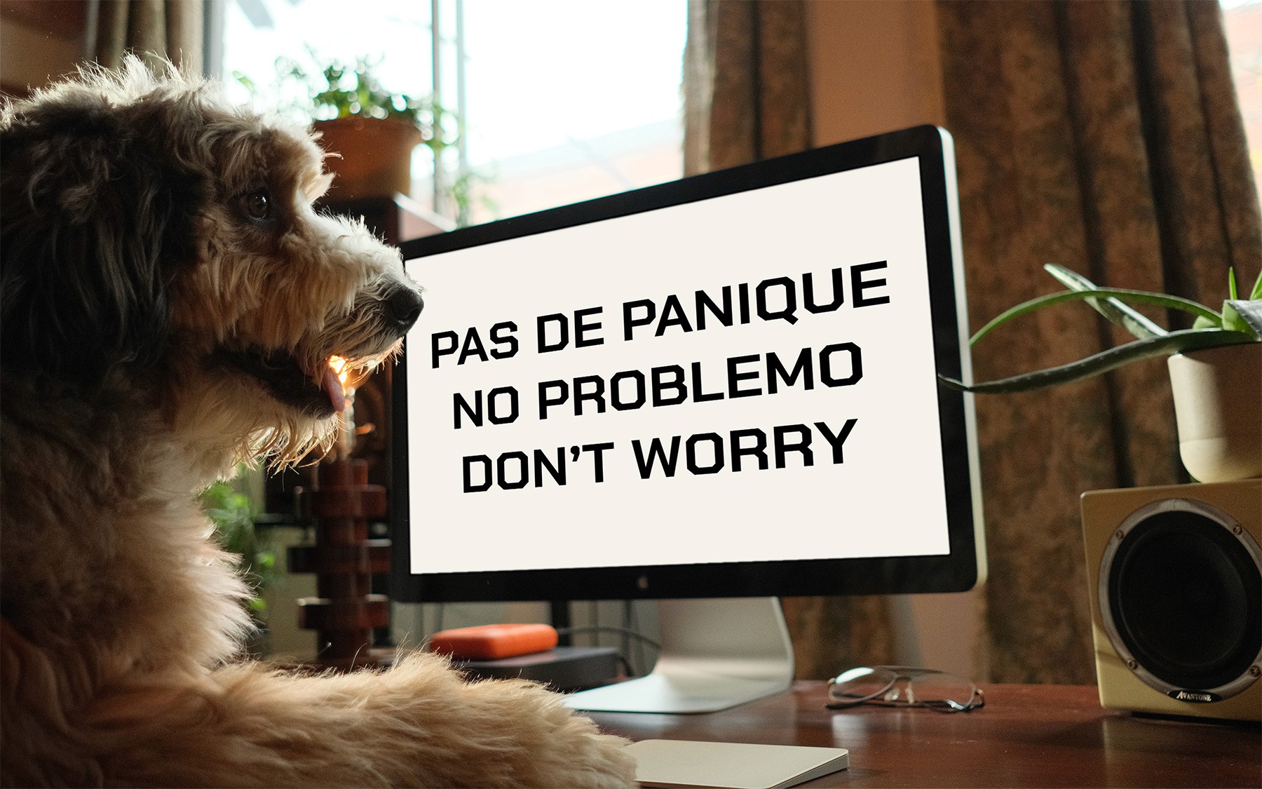 Chien assis devant un écran affichant le message « Pas de panique, no problemo, don’t worry »