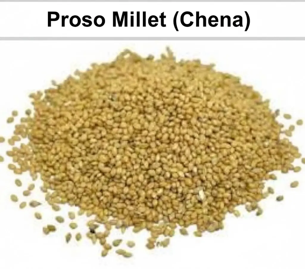 Cheena Proso Millet