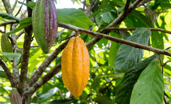 Insert alt text here