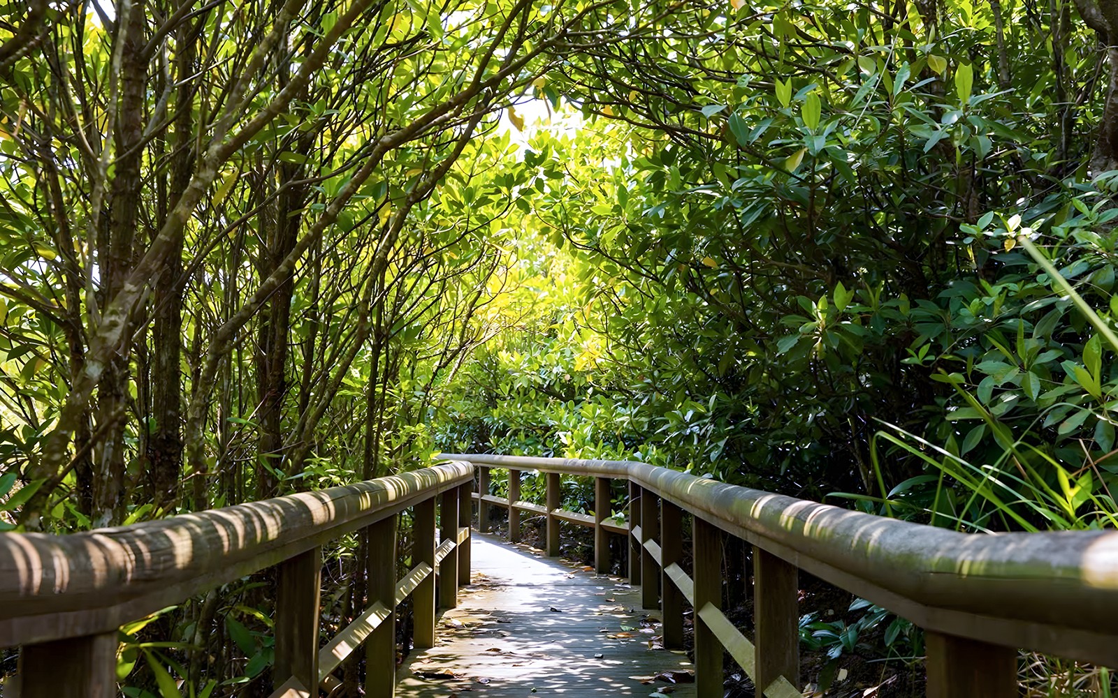 Wooden path through lush greenery on Okinawa Hip Hop Bus Tour C Course.