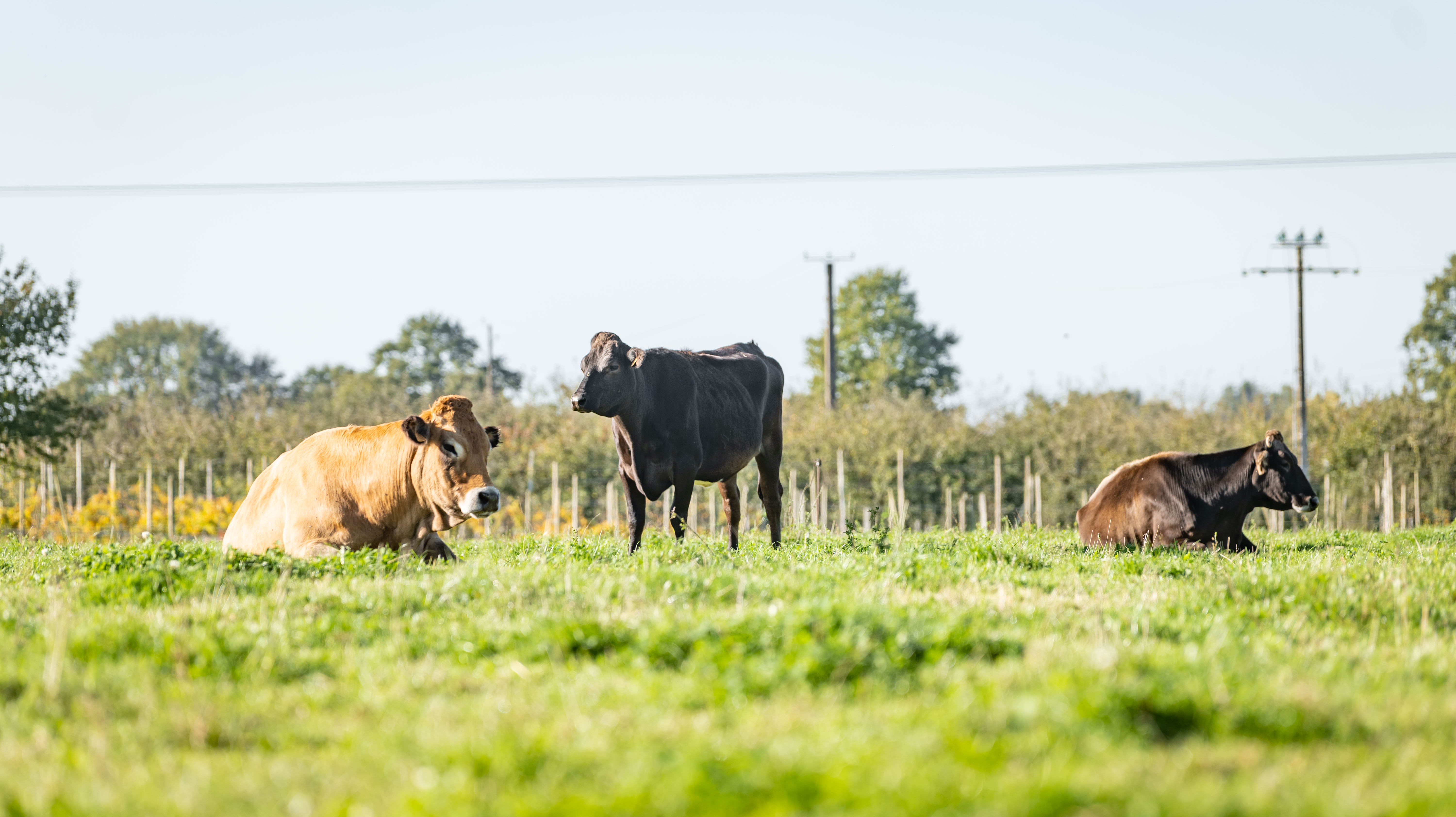 Black and white image of people working at a table with laptops, showing hands gesturing during discussion of digital content displayed on screens, with fabrica® logo in the corner.