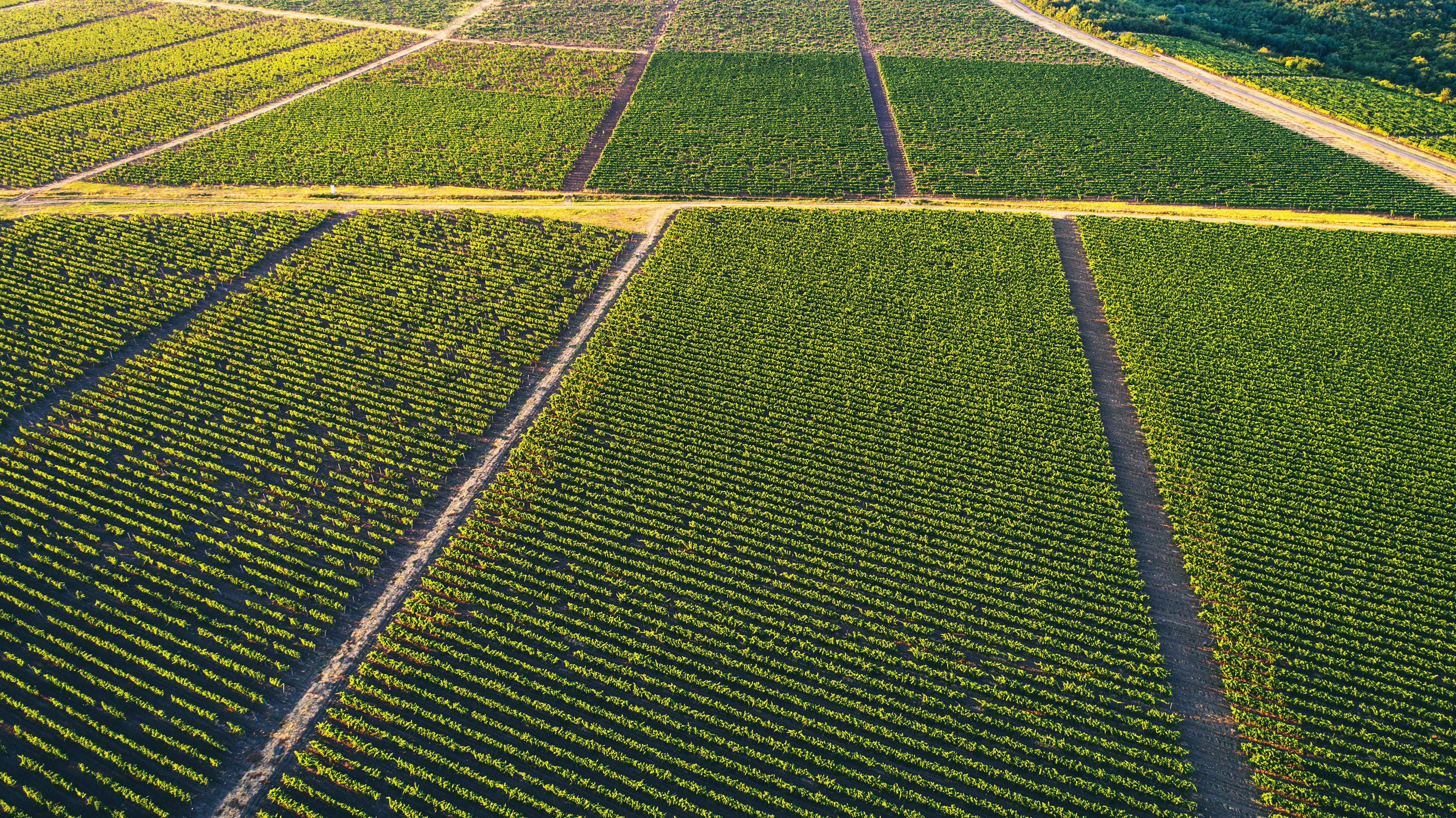 An aerial high-angle view of expansive green vineyards arranged in neat rows and divided by dirt roads under golden sunlight.