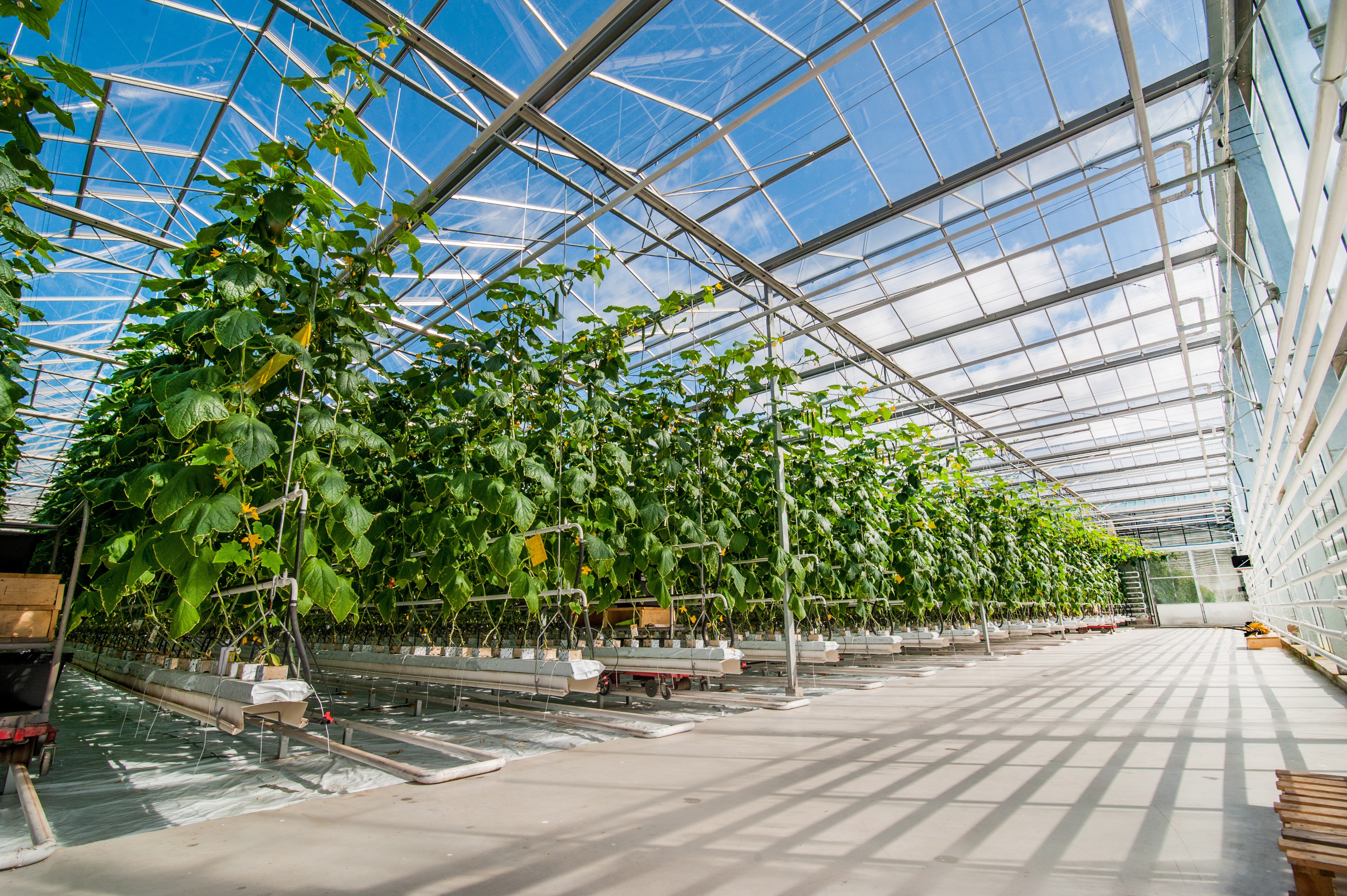 Interior of a commercial glasshouse with long rows of tall green plants growing under a glazed roof