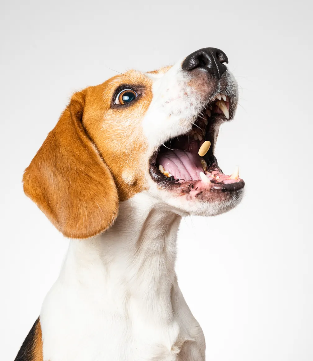 My Pet Prime dog supplement product highlighting Amazon advertising performance and sales increase