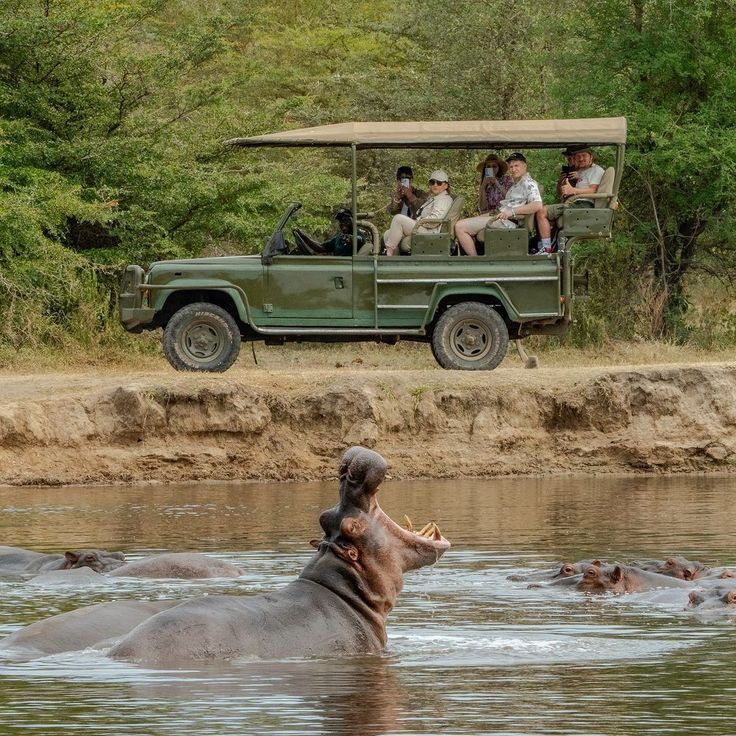 hippo in water with tourists in a tour car