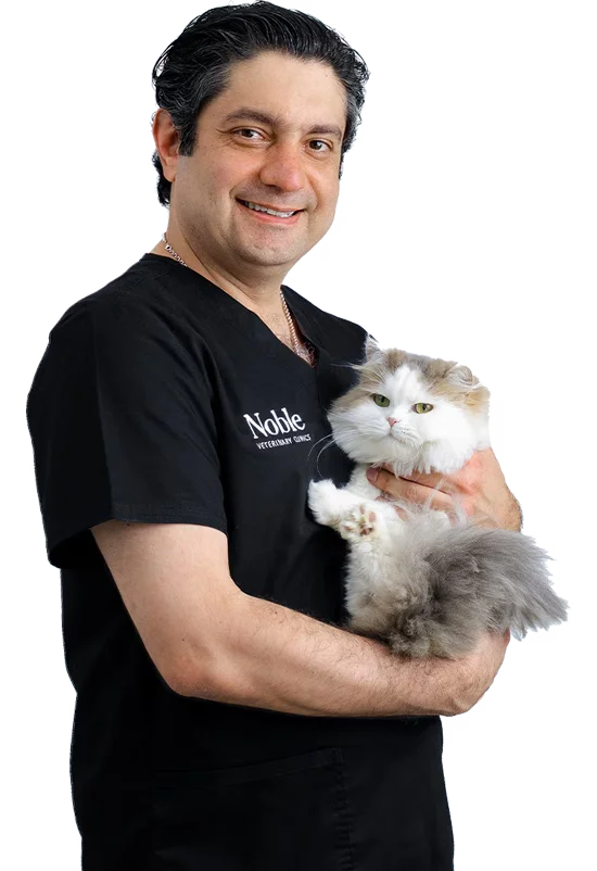 A veterinarian is taking care of a newly groomed cat.