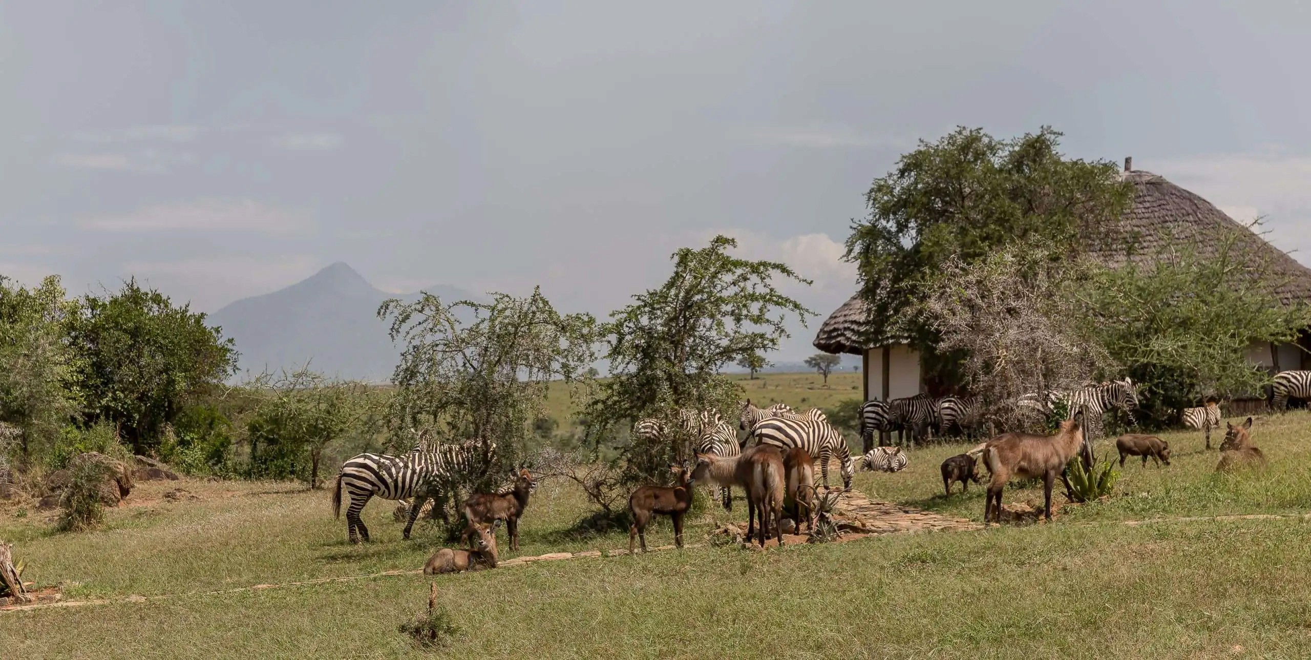 Zebras and waterbucks grazing outside apoka lodge