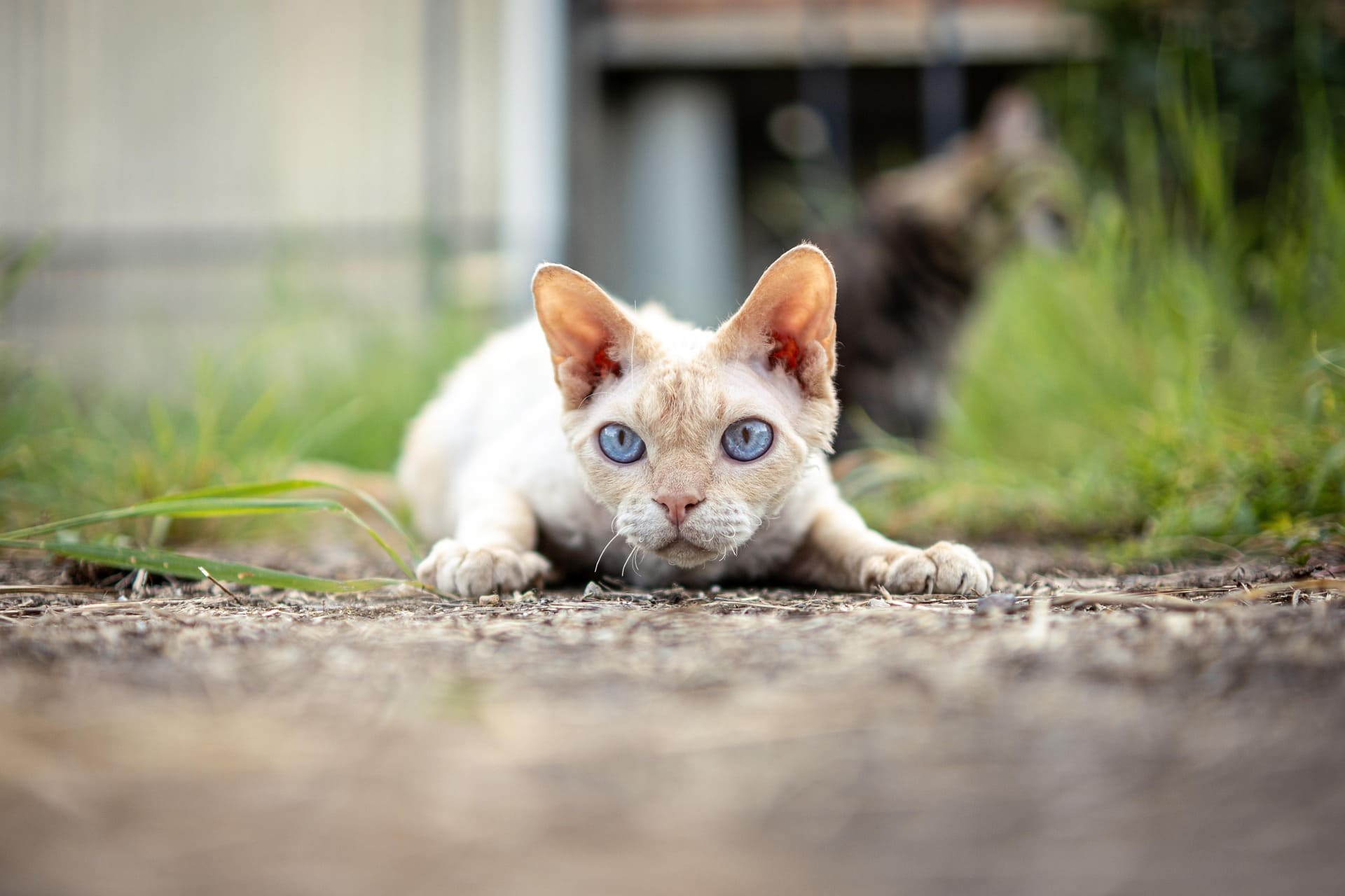 A Devon Rex is lurking close to the ground with soil and grass.