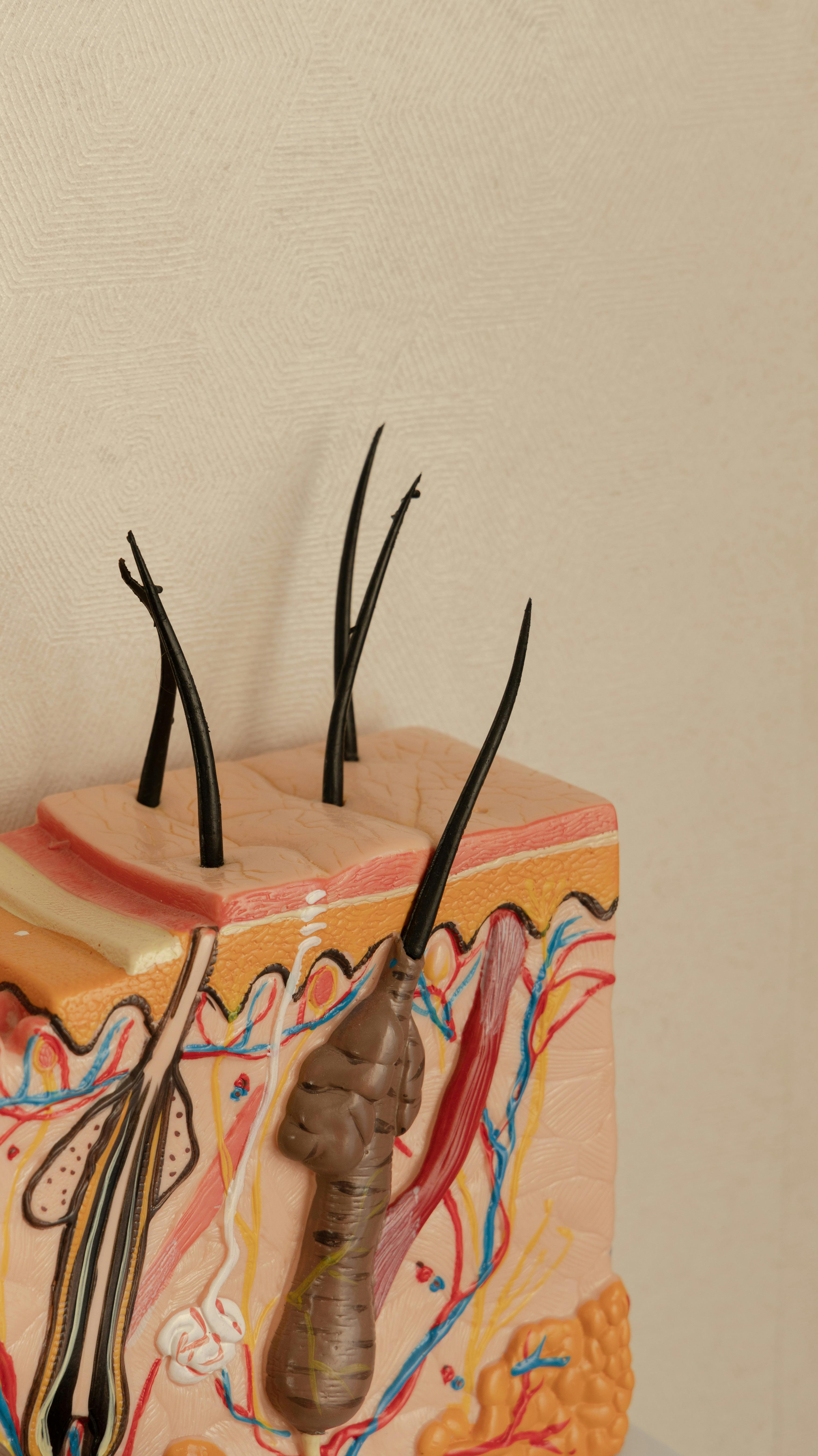 detailed-3d-model-of-human-skin-anatomy-featuring-hair-follicles. - roselène-de-koning (pexels)