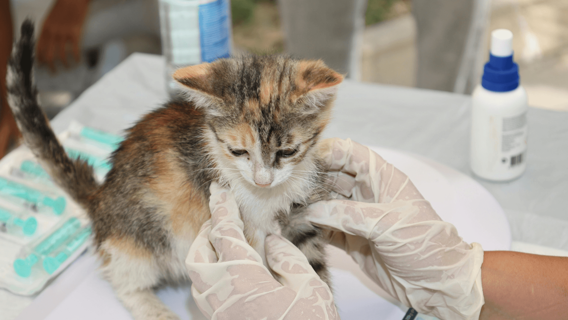 How to Choose an AI Scribe for Your Veterinary Practice | VetNotes