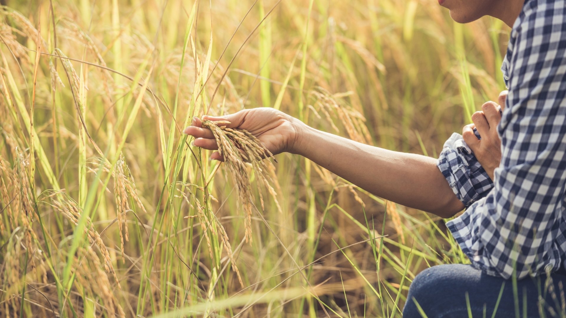 How Diseases Spread in Paddy Fields?