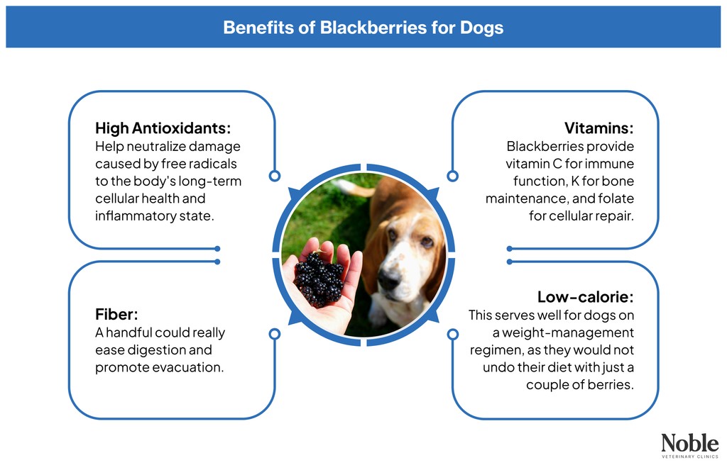 Can Dogs Eat Blackberries? A Vet-Approved Guide to This Fruit