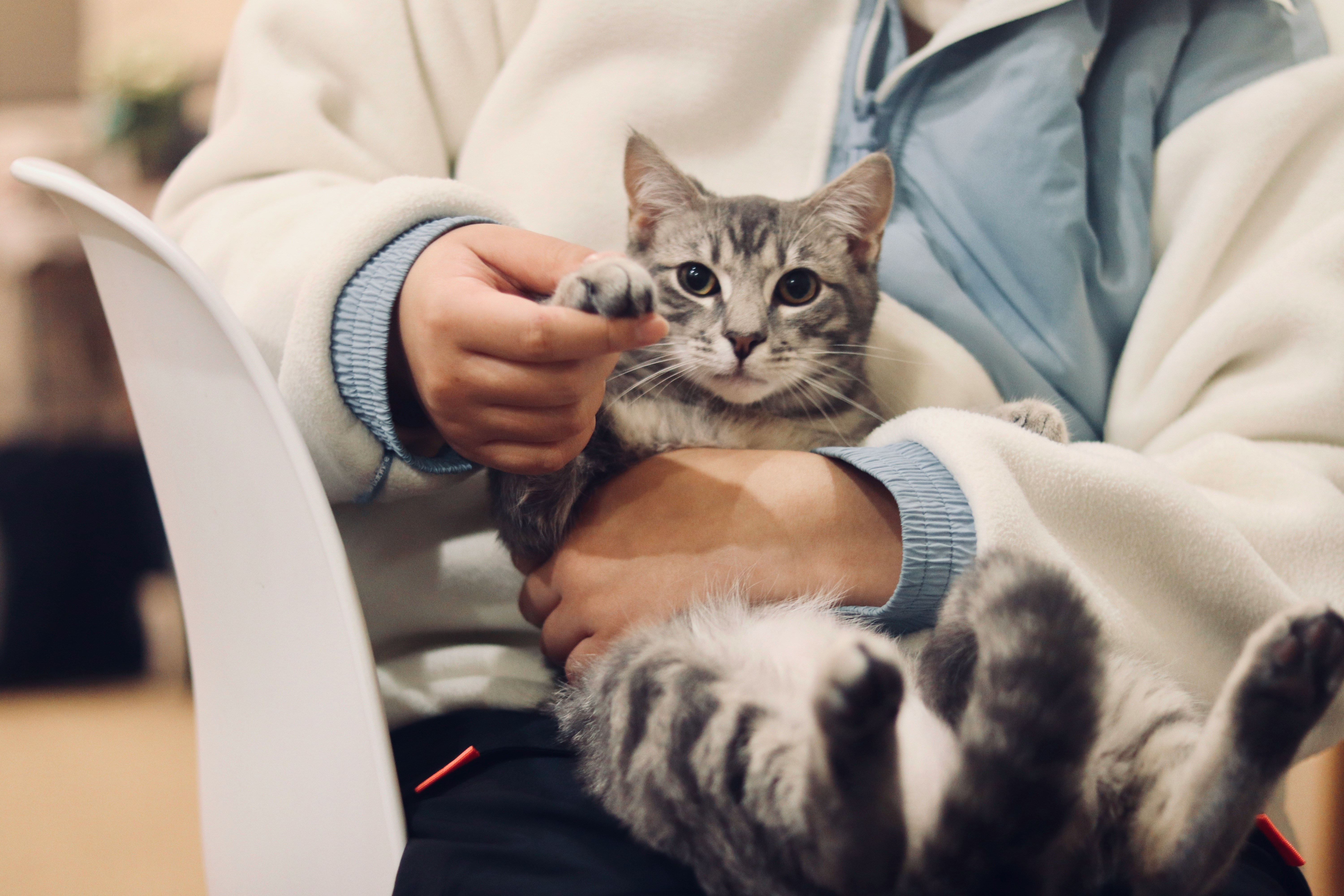 A cat getting a health assessment at the vet clinic