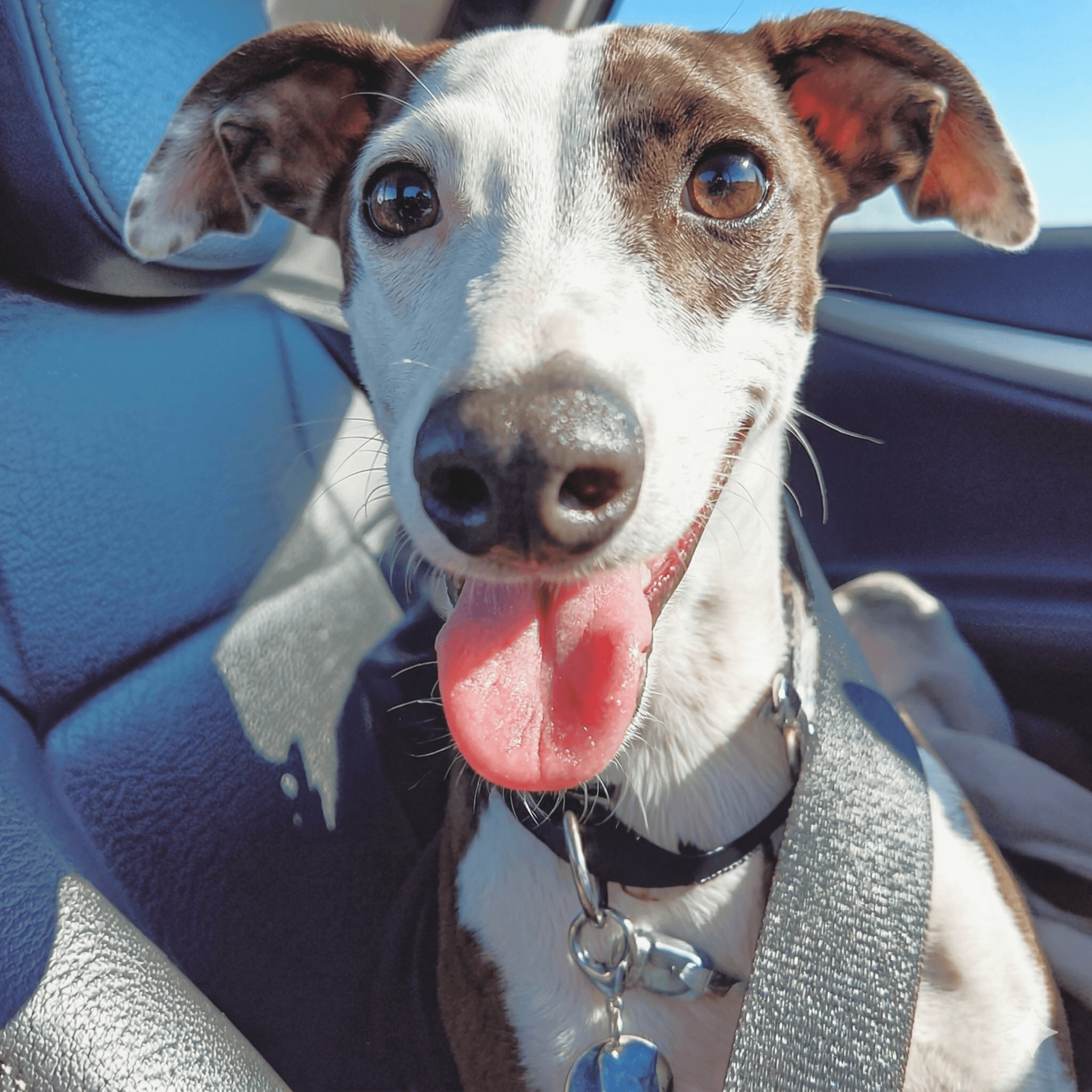 Italian Greyhound sitting in a car seat with tongue out and wearing a harness in bright natural light