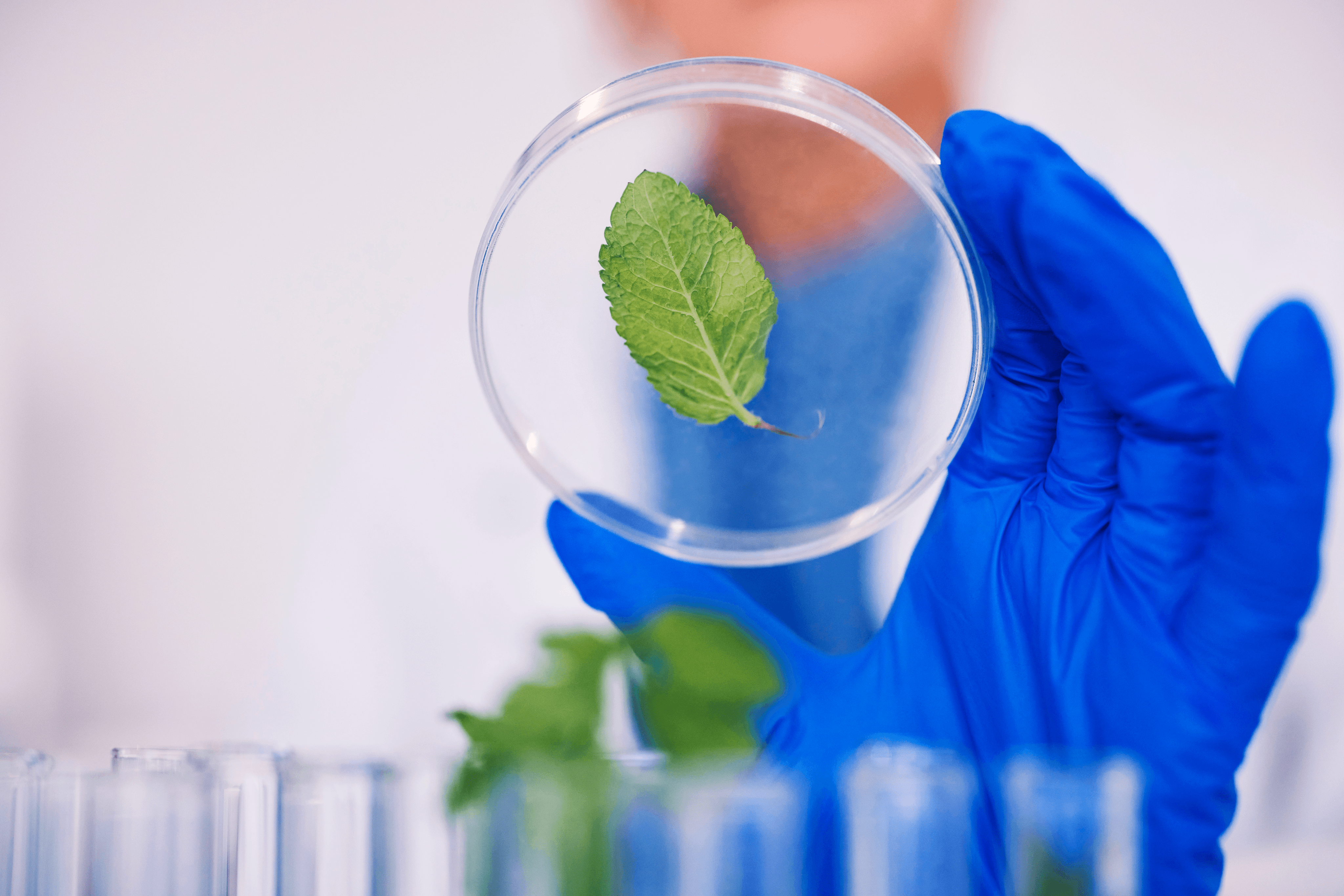 Scientific research with a leaf in a glass container, being handled by a person in a laboratory environment.