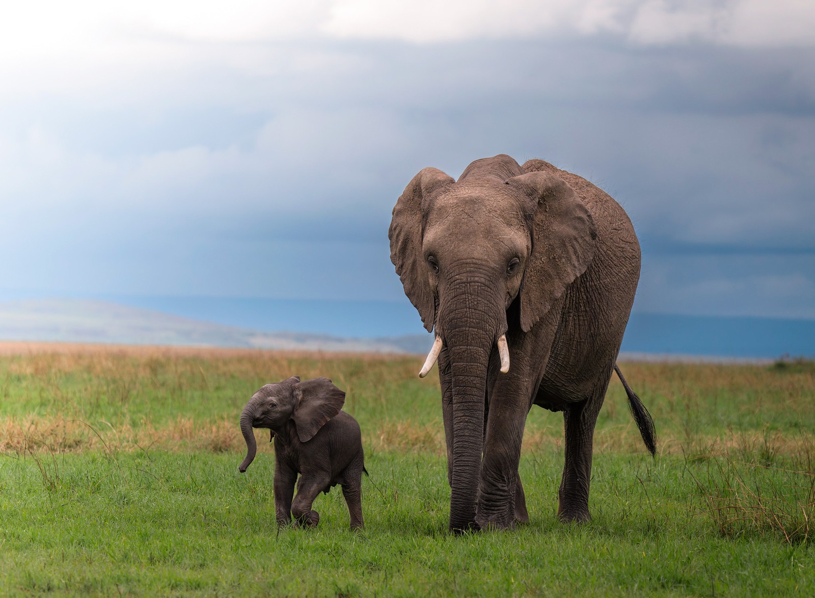 Elefantes en el Masai Mara