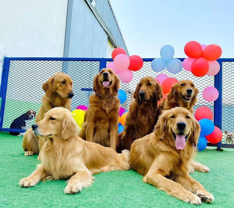 Golden retrievers enjoy vibrant playtime at The Barking Lot, a popular indoor dog park in Dubai. The park is surrounded by colourful balloons and a secure outdoor space.