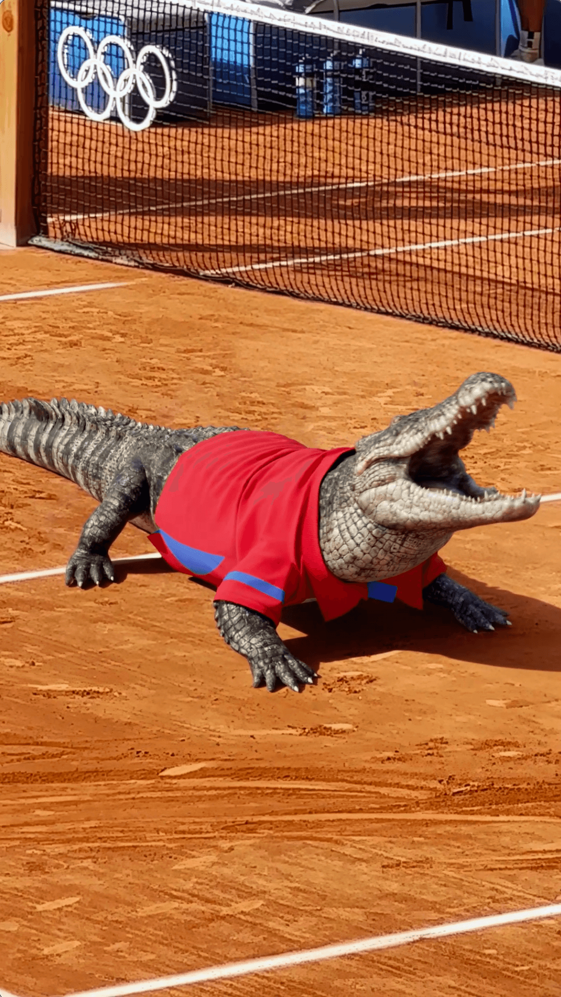 A large crocodile wearing a red and blue Lacoste polo shirt resting on an orange clay tennis court