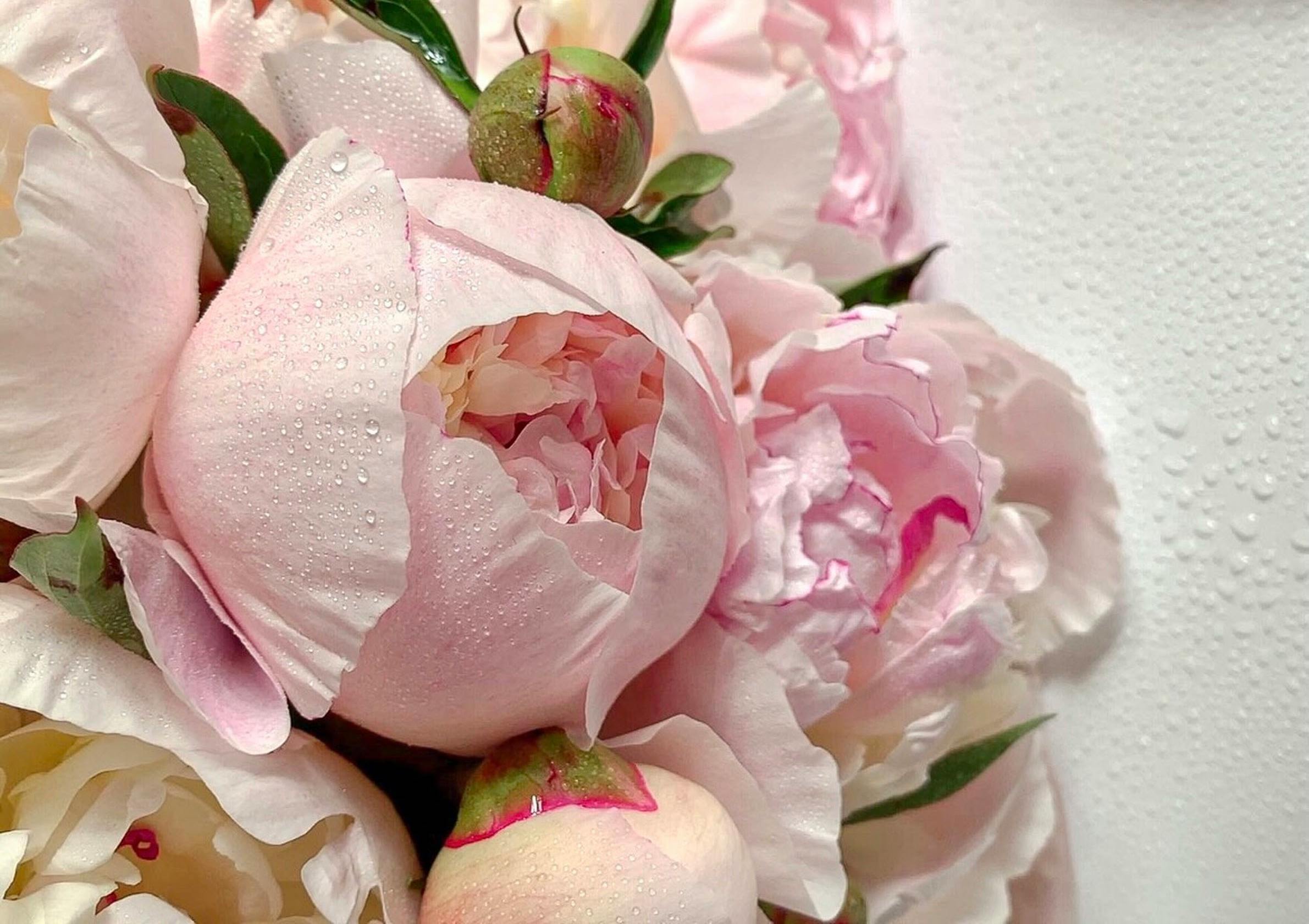 Alternative flowers to peonies with voluminous petals