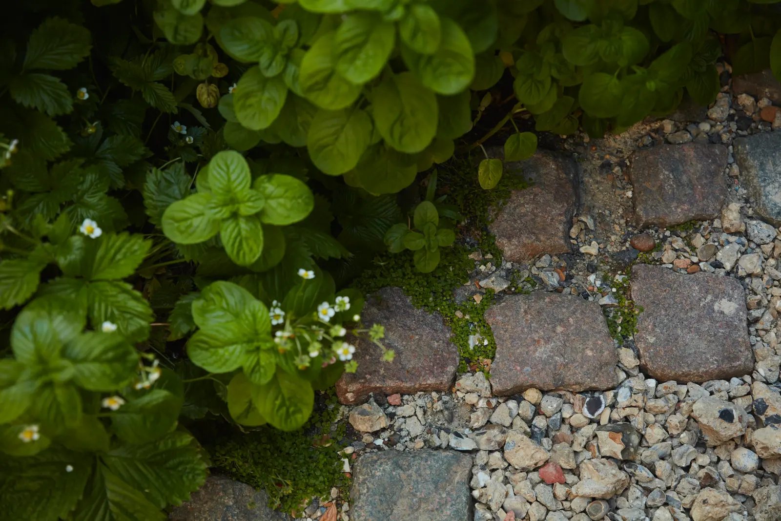 Close-up of lush green leaves alongside textured stone pathways, creating a natural and serene environment.
