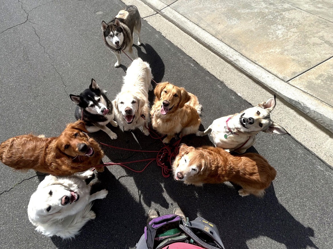 Overhead view of eight dogs looking up from the trail