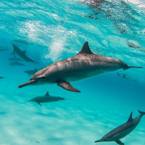 與薩塔雅旋轉海豚一起在馬爾薩阿拉姆游泳