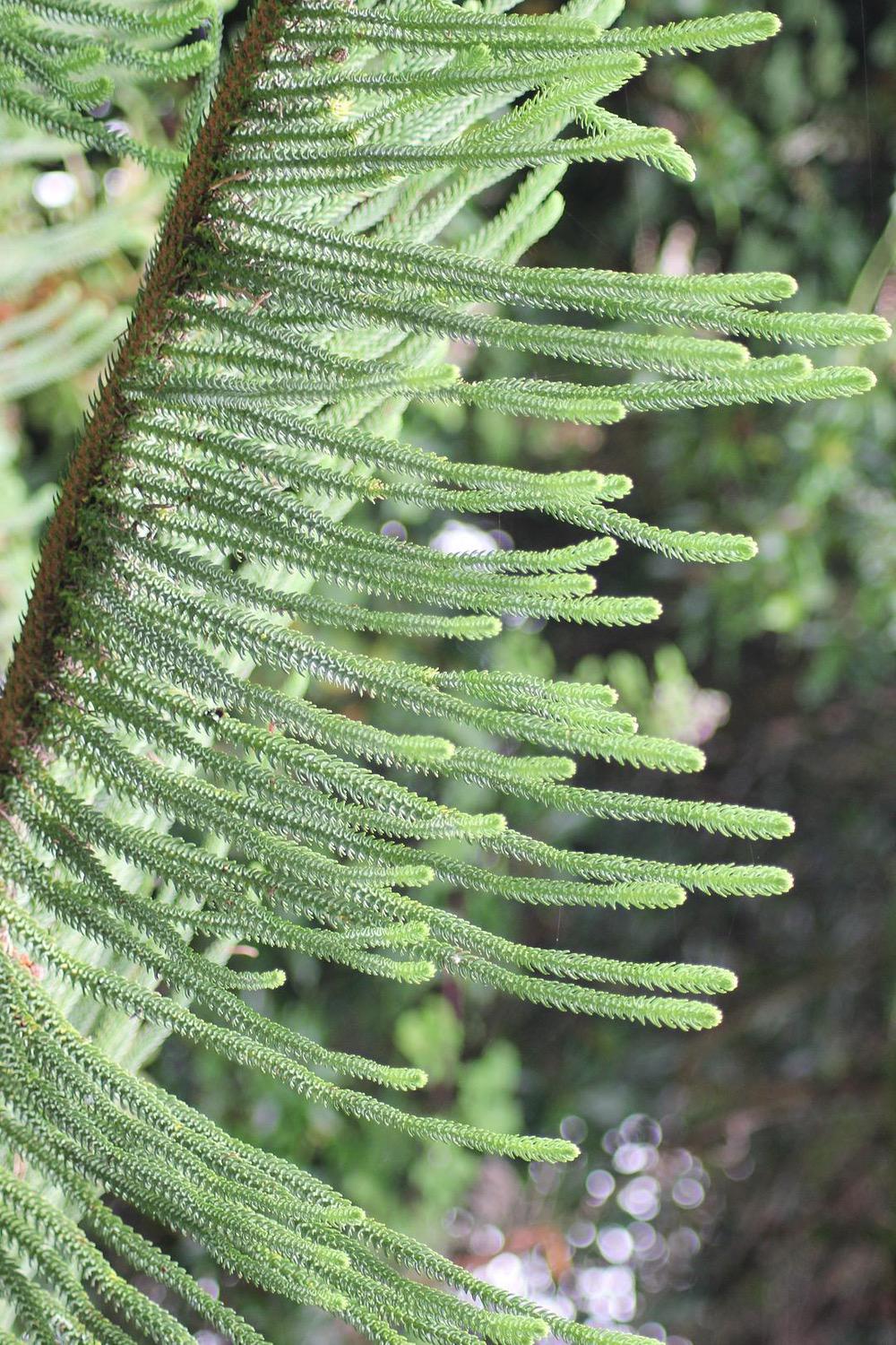 a black and white cat laying on top of a white wall