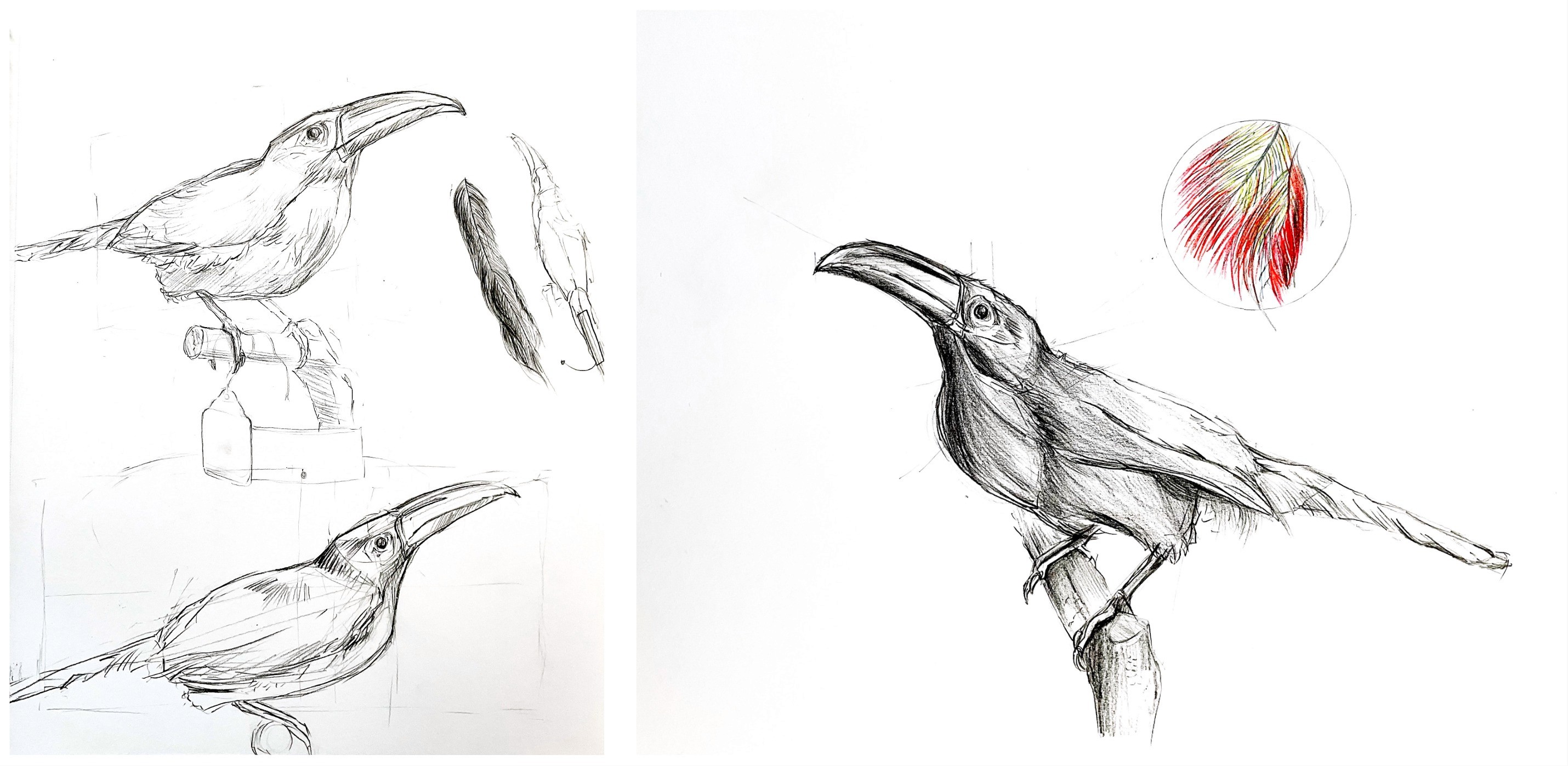 Esquisses de la langue humaine par l'illustration scientifique Élodie Ouellet-Belleau