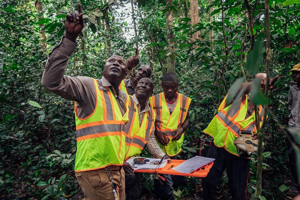 Waldlandschaft als Symbolbild für das Mai-Ndombe-REDD+-Projekt.