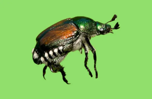 Japankäfer: Bekämpfungsmaßnahmen & Entwicklungen 2024