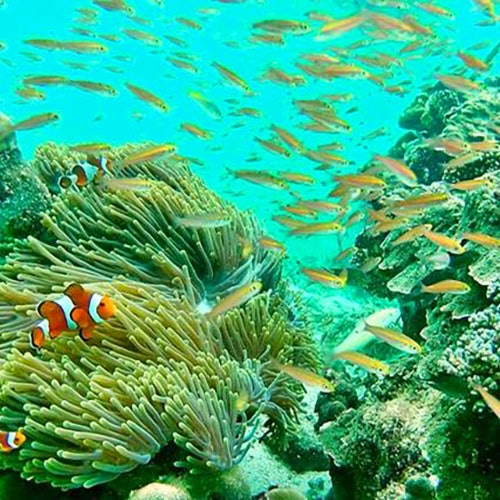 Underwater scene with a school of small, orange fish swimming around a sea anemone, with clownfish visible among coral reefs.
