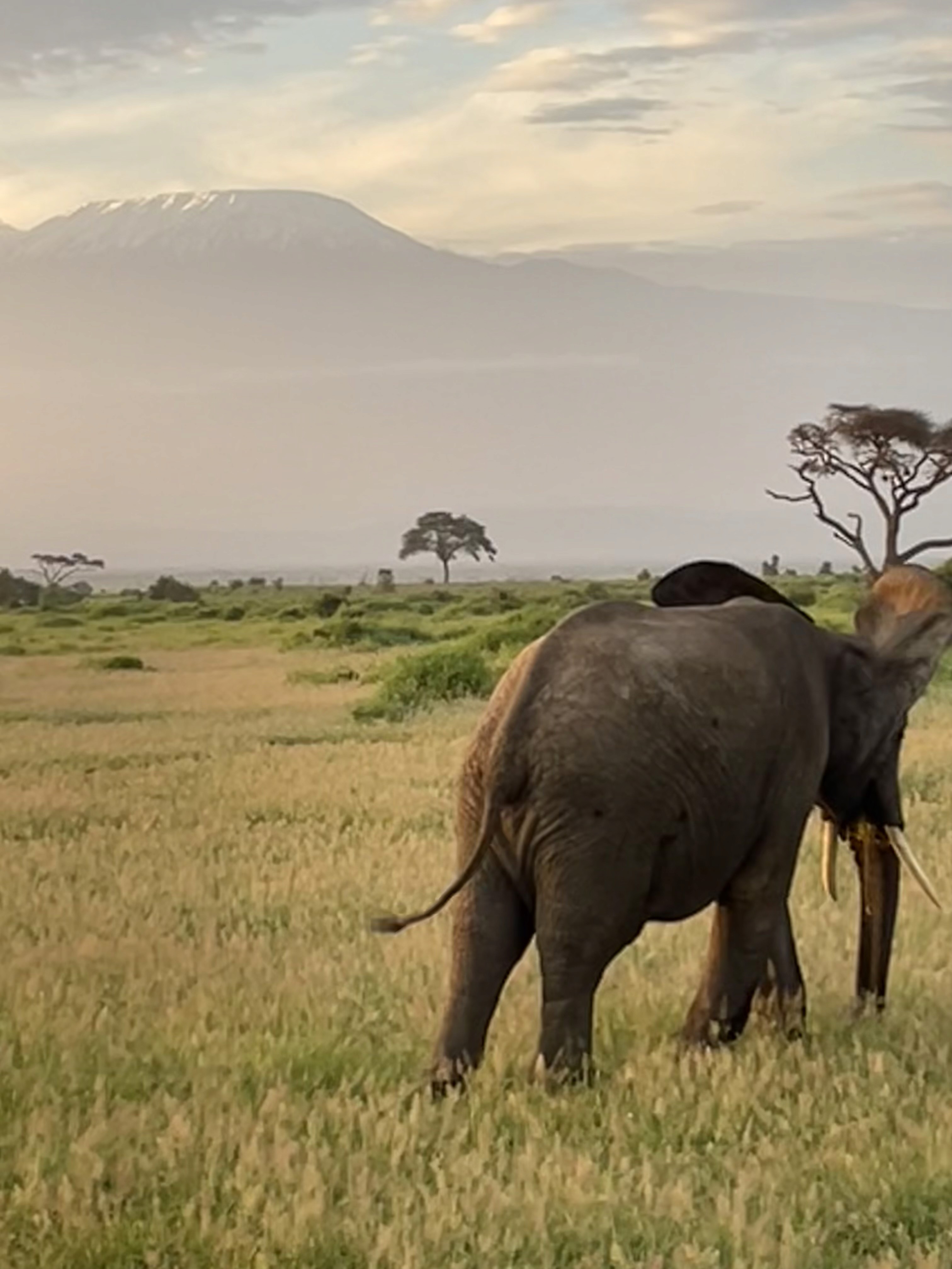 a brown dog sitting on top of a sandy beach