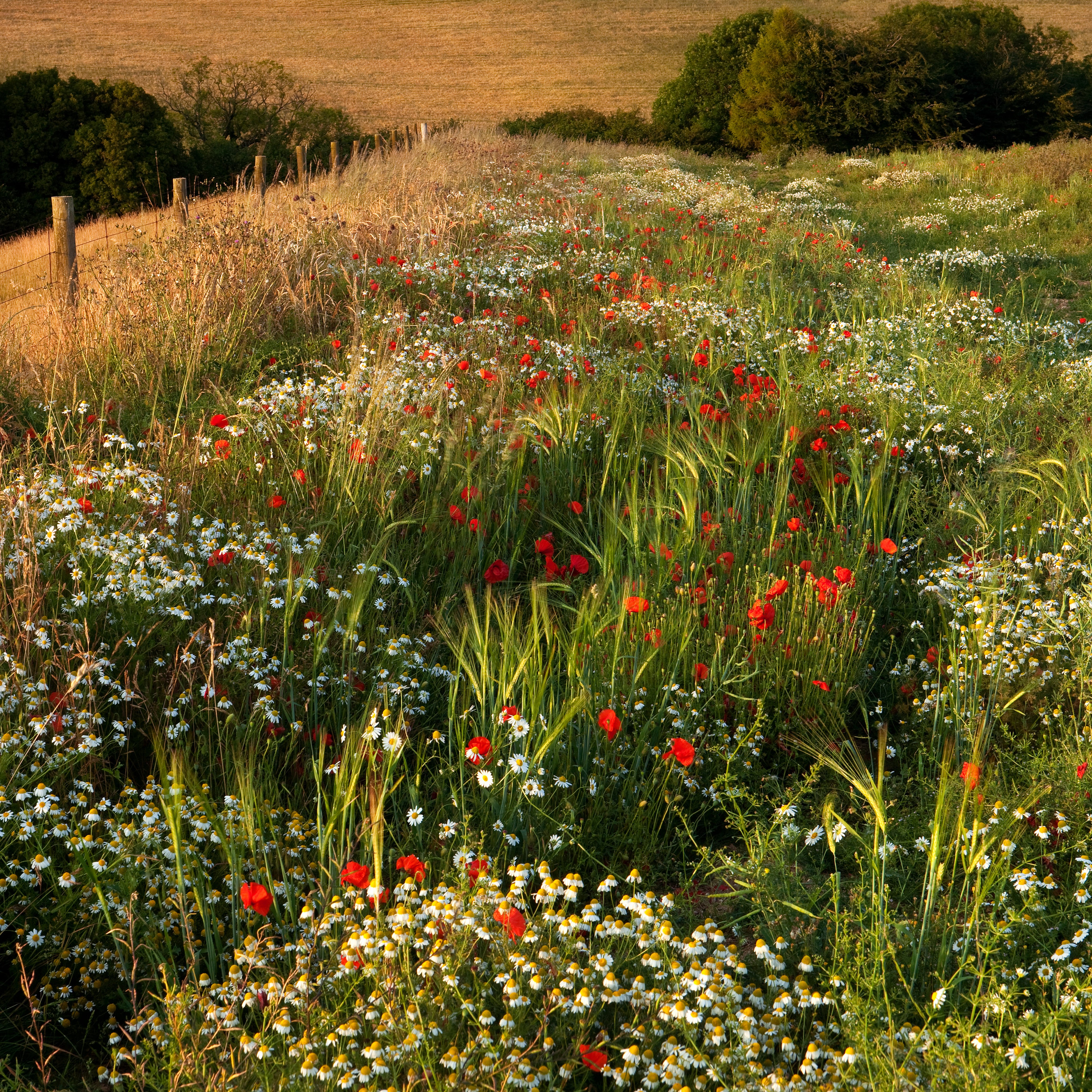 UK launches £65m nature investment fund