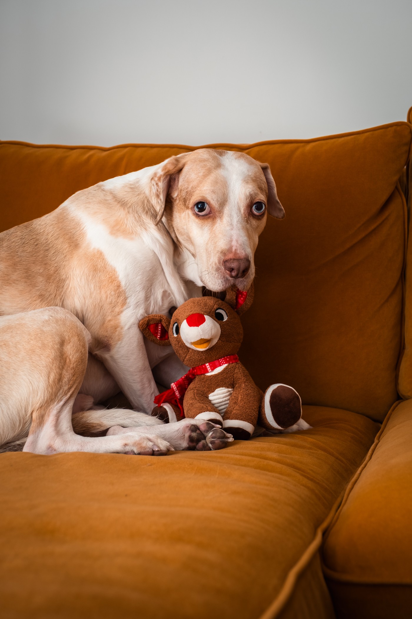 katt-jones-dog-blue-eyespet-portrait-nyc