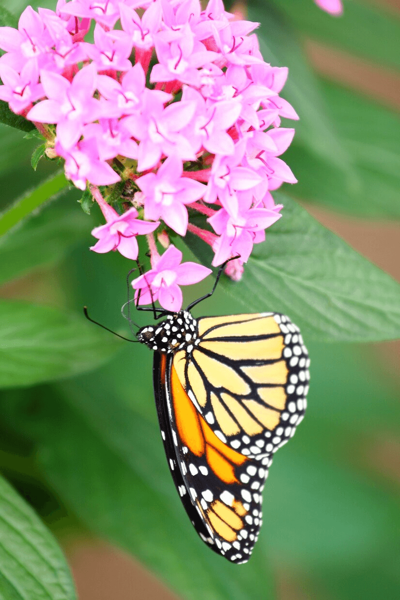 A vibrant monarch butterfly rests on a cluster of bright pink flowers, showcasing its striking orange and black wings amidst lush green foliage, embodying the beauty and tranquility often celebrated in Ayurveda practices.