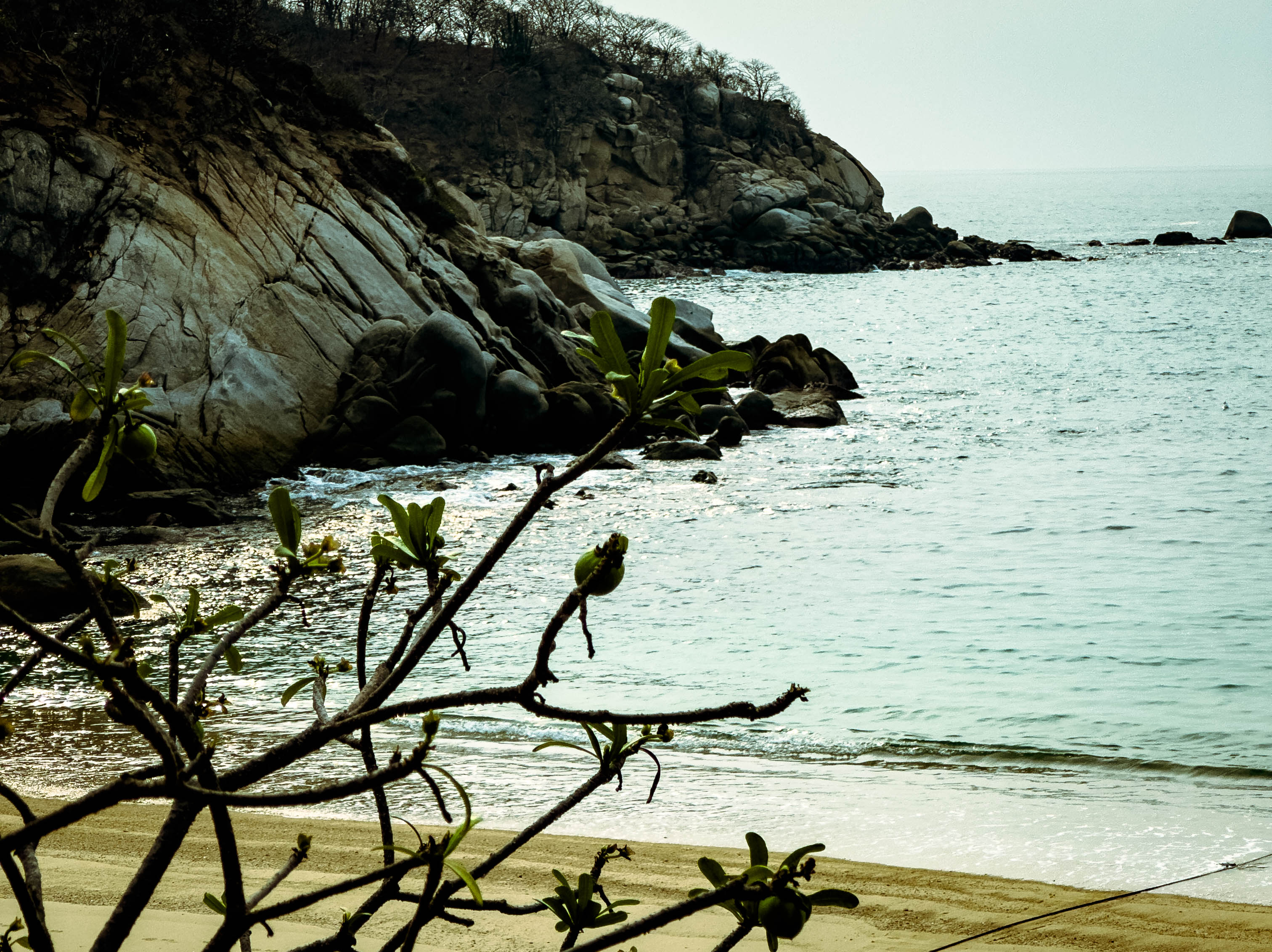a sandy hidden beach with a tree in front with rocky protective walls jutting up out of the water
