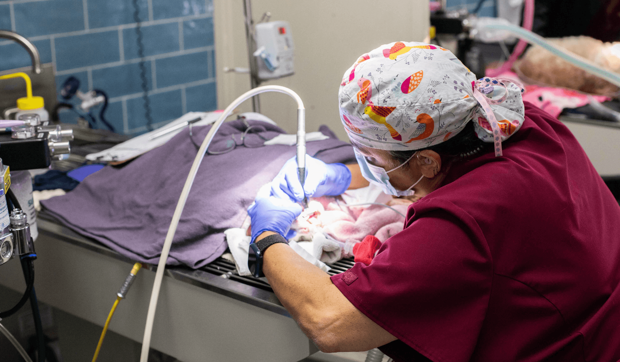 Promote National Pet Dental Health Month with PetDesk