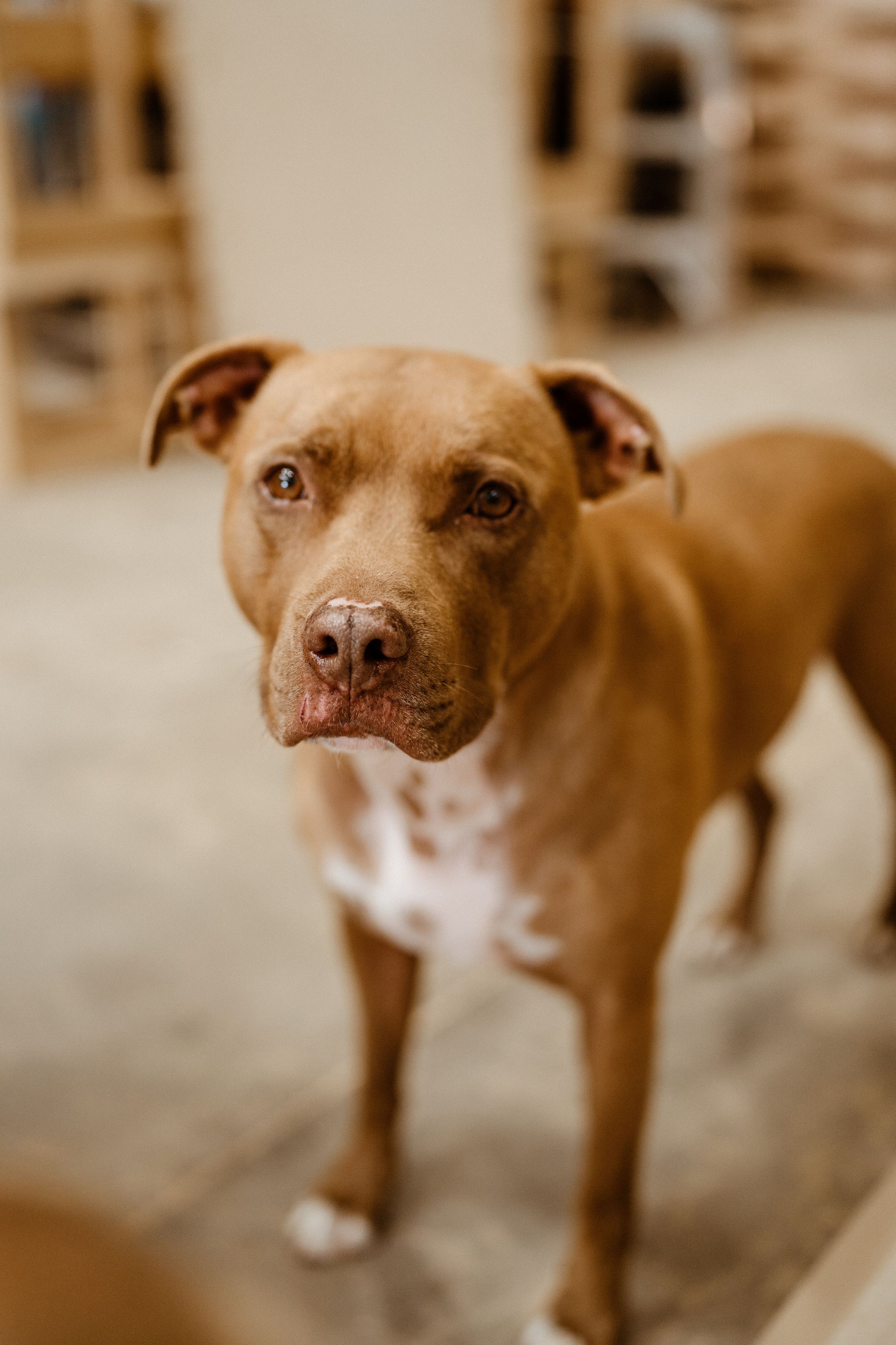 A fast black sports car races down the highway.