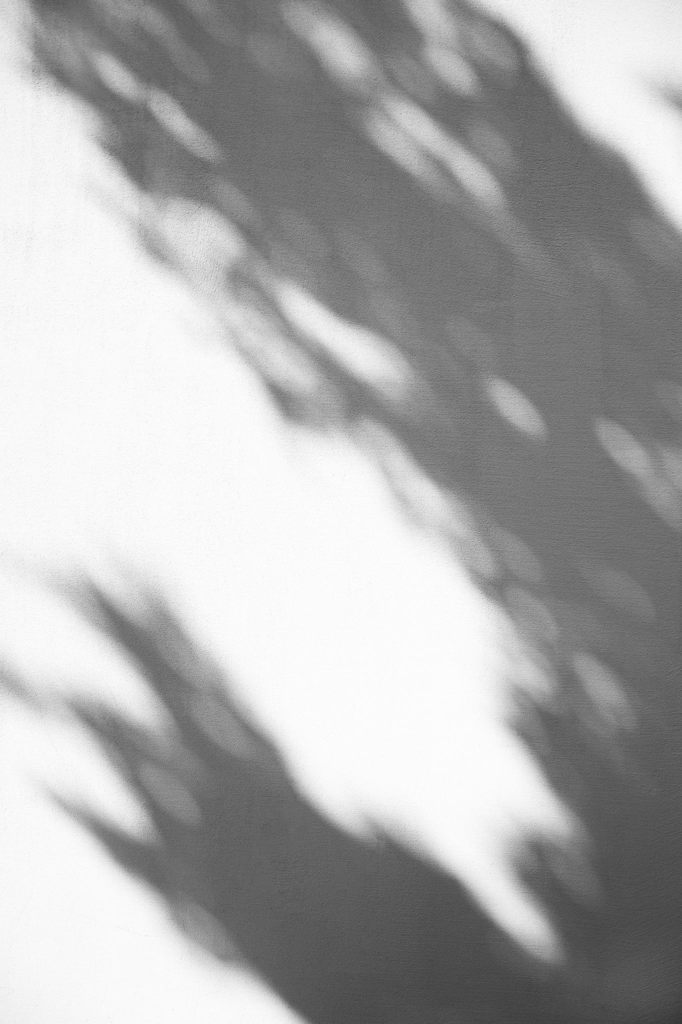 BĒBOHĀ - Silhouette of palm tree