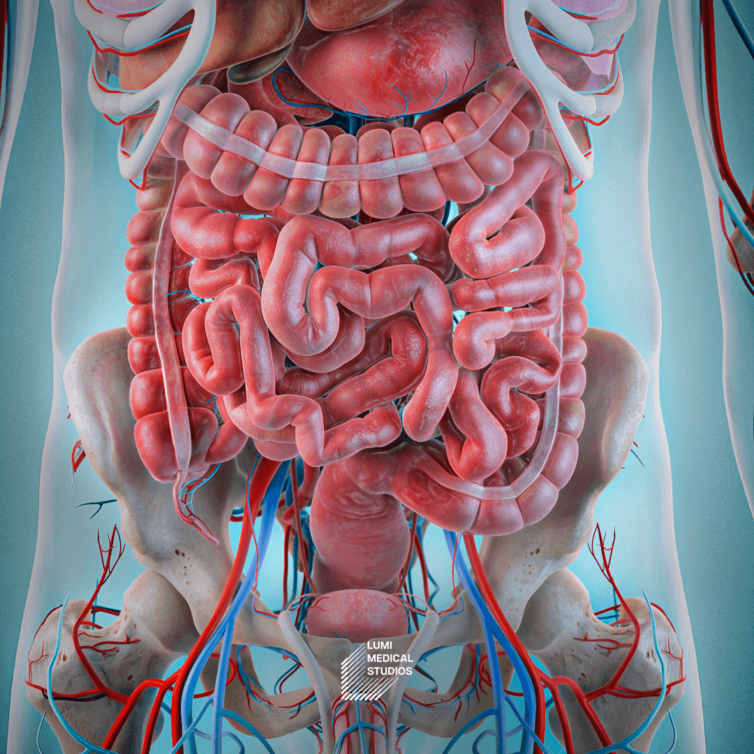 3D illustration of the pancreas, highlighting detailed anatomical features and structures for medical education and visualization purposes.