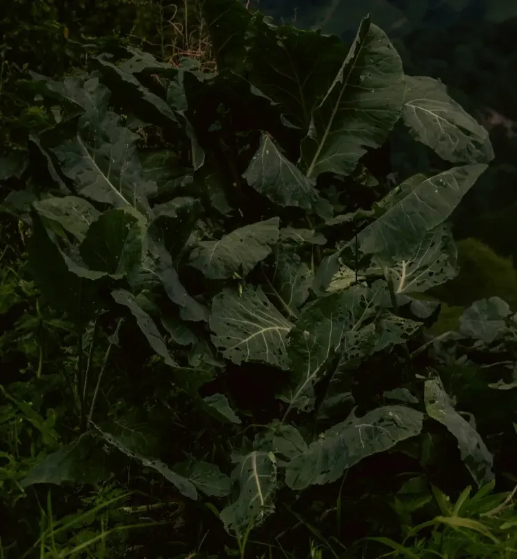 Close up of green waste leaves