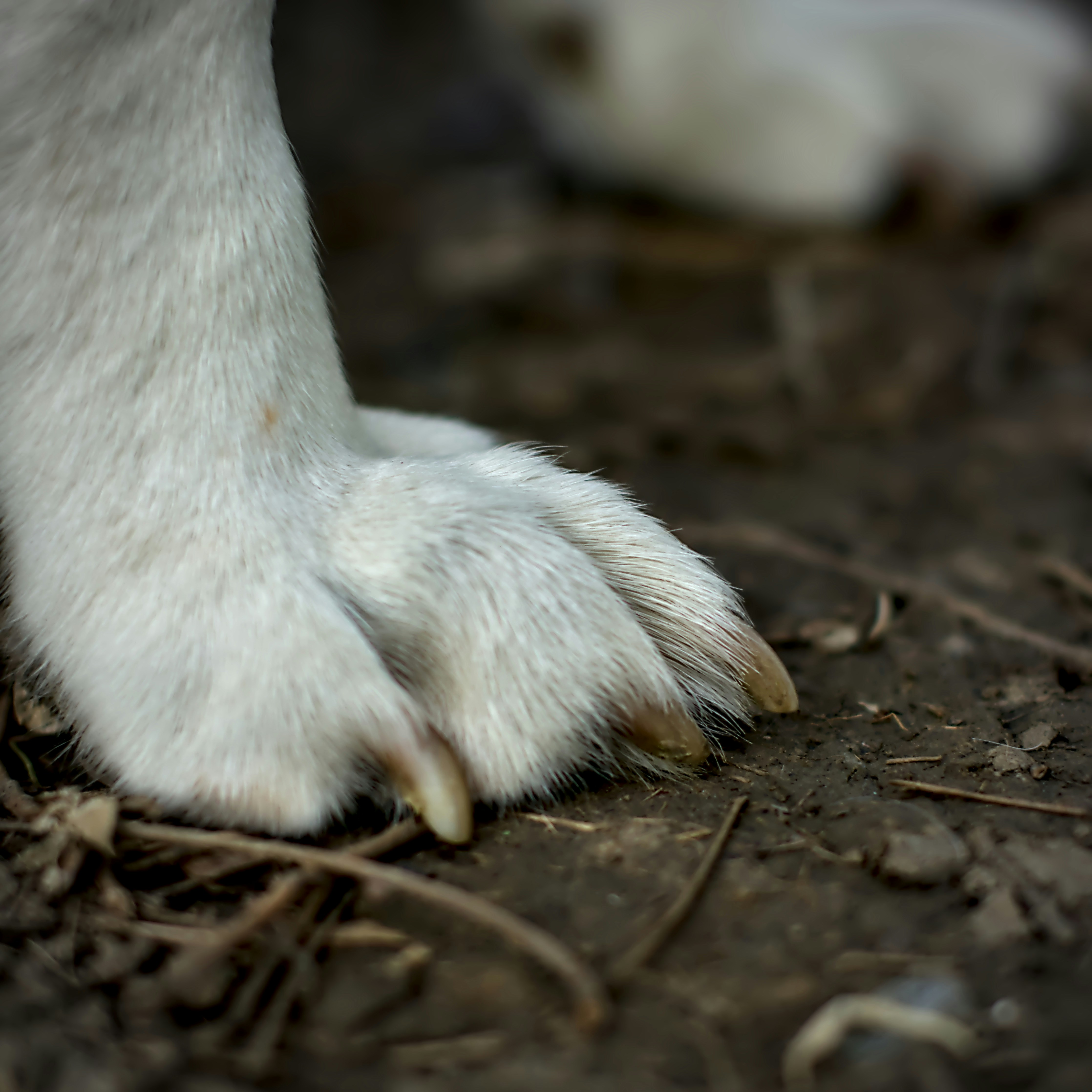 Dog's white paw rests on the ground.