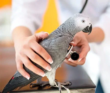 A bird is being examined by a veterinarian.