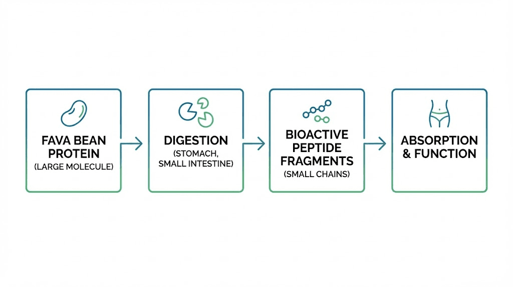 How fava bean peptides form during gastrointestinal digestion process