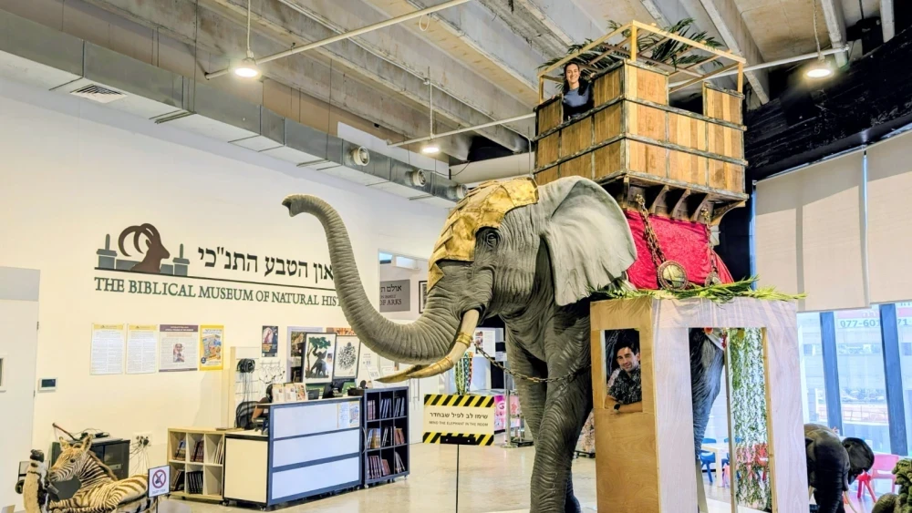 How an elephant might be instrumental to building a sukkah is on display at the Biblical Museum of Natural History. Beit Shemesh, Israel. Photo courtesy of Rabbi Natan Slifkin, the museum director.