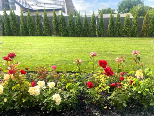 Trawnik w ogrodzie przydomowym