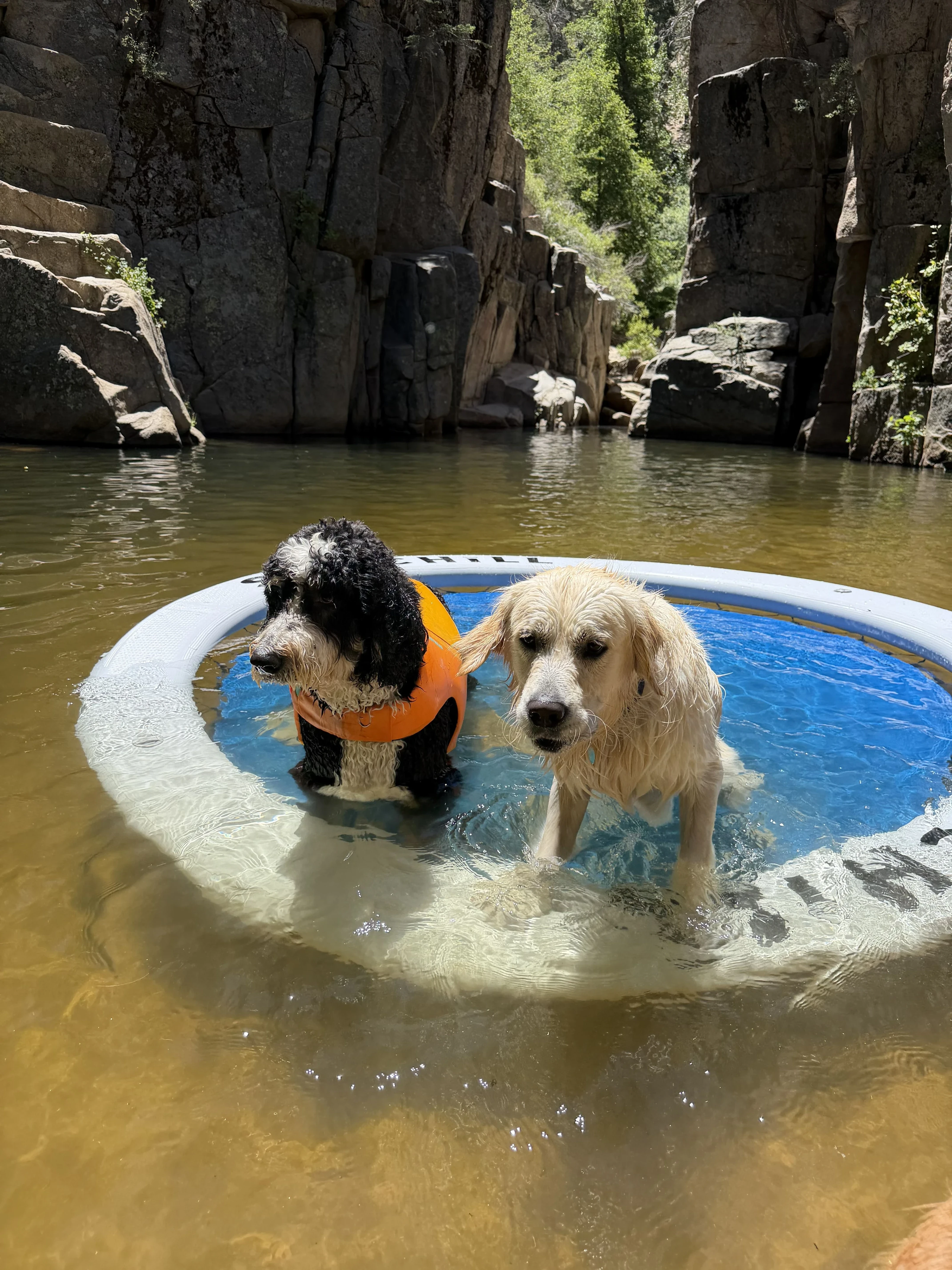 Two dogs cooling off on a raft in a rocky swimming hole