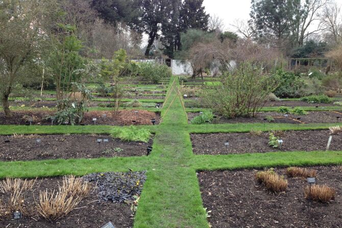 Explore the Chelsea Physic Garden