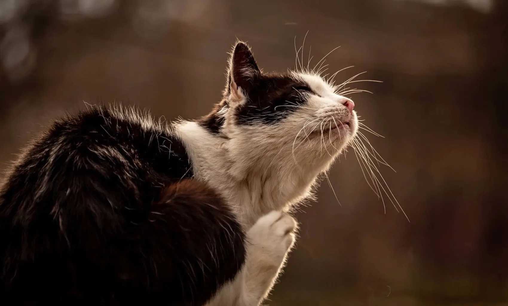 A white and black cat is sitting down and trying to scratch its ear using its leg.